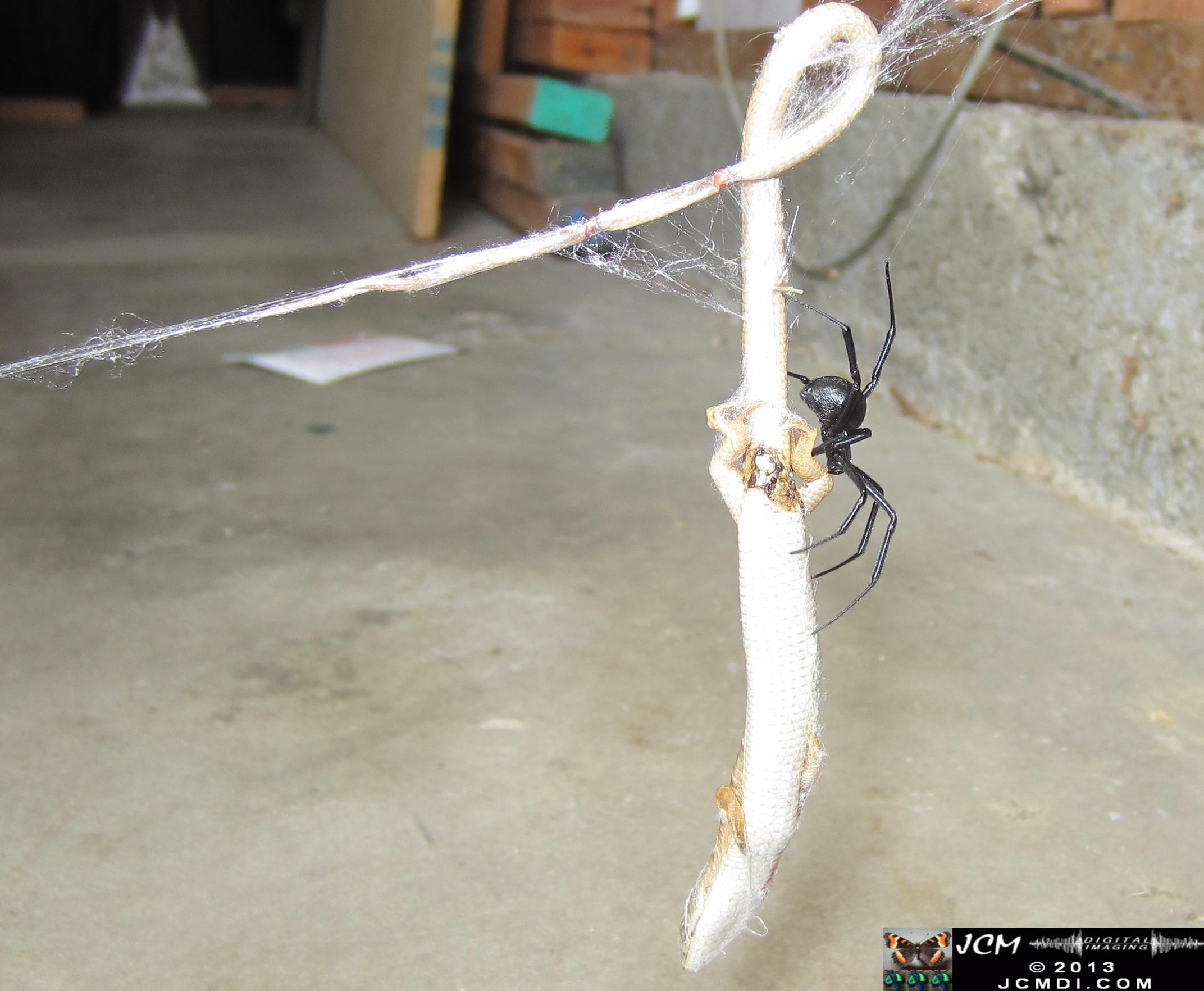 Black Widow vs (and EATS) Alligator Lizard